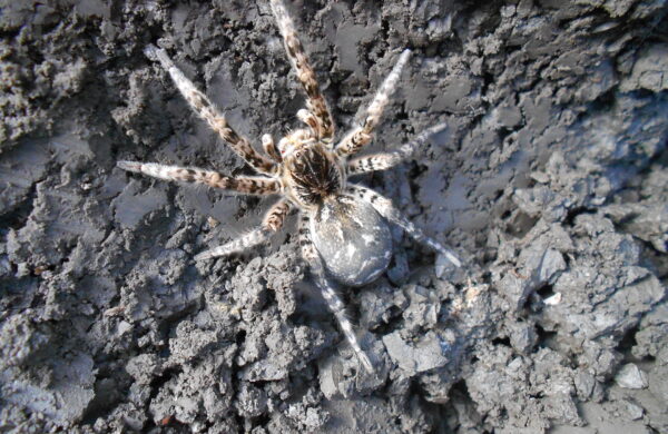 Чому тарантули на Дніпропетровщині прокинулися раніше, ніж зазвичай