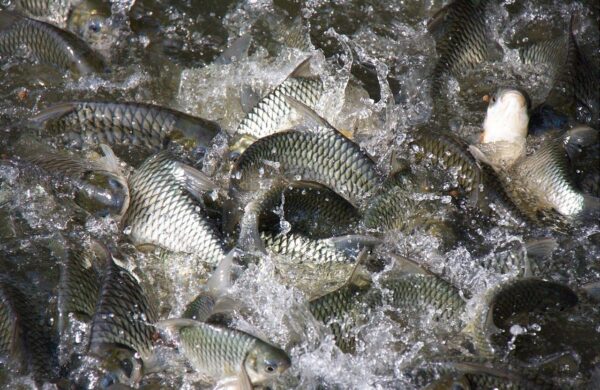 Нерест-2026: між біологічним циклом та кримінальним кодексом. Що варто знати рибалкам Дніпропетровщини?